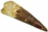 Bargain, Spinosaurus Tooth - Real Dinosaur Tooth #192051-1